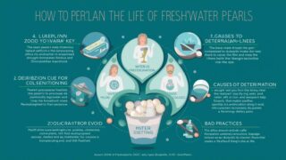 淡水パールの価格相場と本物の見分け方｜産地別の違いも徹底比較